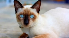 Тајландски мачка (слика): верниот придружник со одлична боја и сини очи